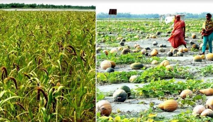 Bumper crop output makes Rangpur char people happy