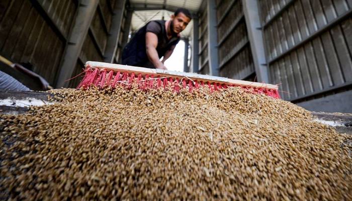Cut off from Black Sea wheat imports, Egypt leans on local harvest