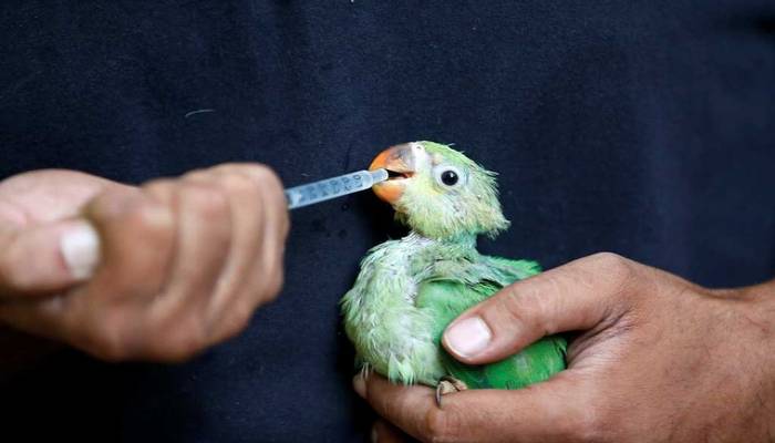 Birds fall from the sky as heatwave scorches India
