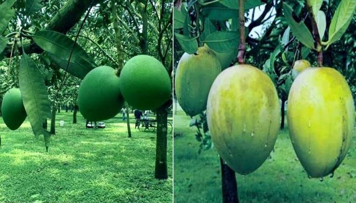 Haribhanga mango to appear in markets from June