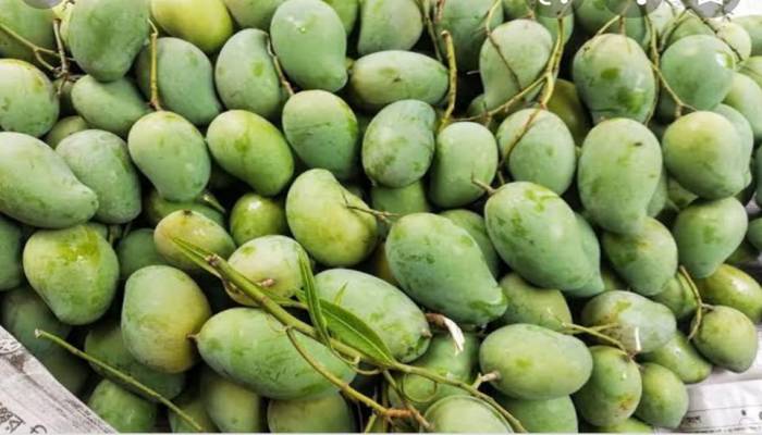 Mango trading starts getting vibrant in Rajshahi markets