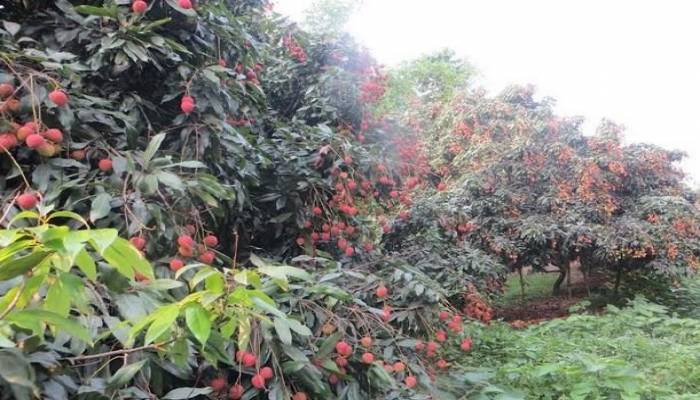Litchi production in Panchagarh overtakes last year yield