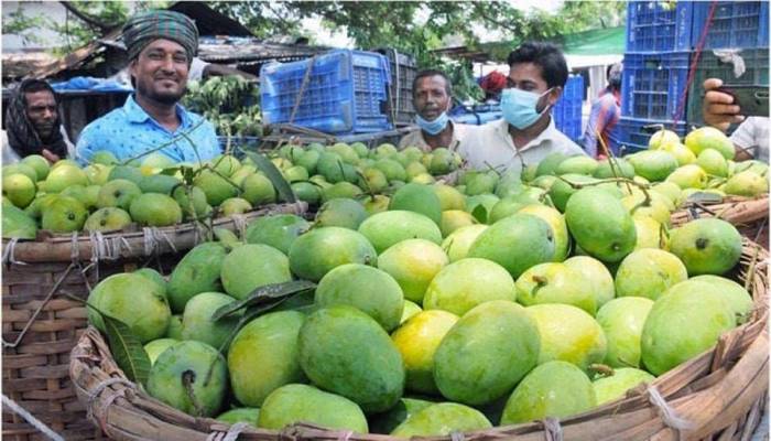 300 tons of mangoes likely to be exported from Rajshahi