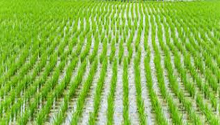 2,200 farmers get incentives for Aman cultivation in Manikganj