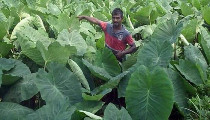 Arum works as a remedy for different diseases