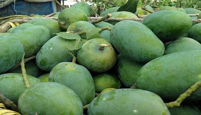 Fazli mango market gains momentum in Rajshahi