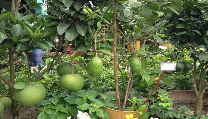 Weeklong tree fair inaugurated in Manikganj