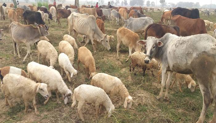No scarcity of sacrificial animal in Rajshahi cattle markets