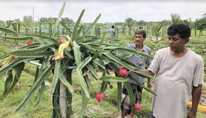 Dragon farming makes Rajshahi's agro-based economy vibrant