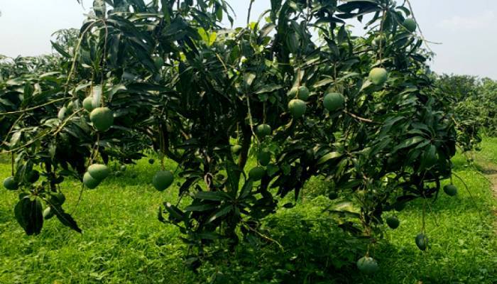 PM Hasina sends ‘Amrapali’ mangoes to Assam CM Himanta
