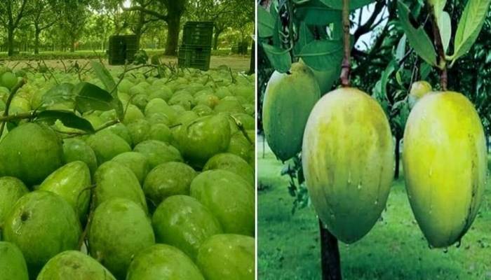 Excellent 'Haribhanga' mango output likely in Rangpur