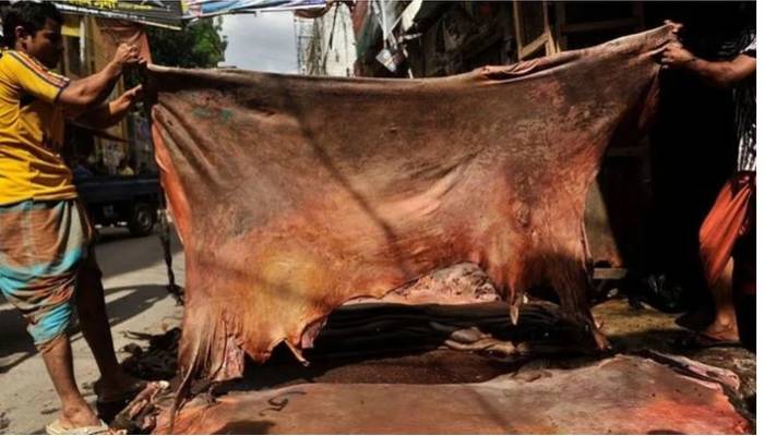 Cow rawhide price fixed at Tk47-52/sq ft in Dhaka