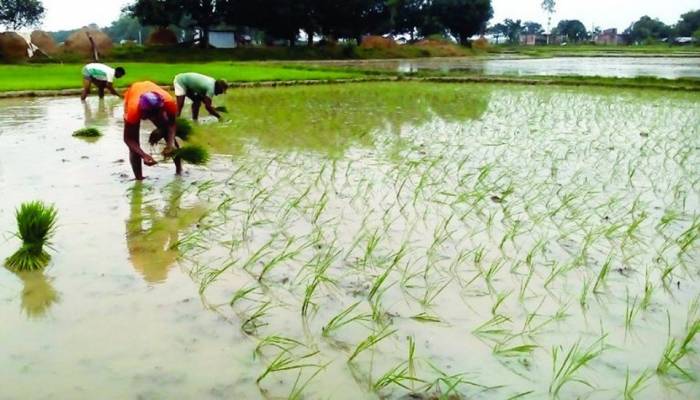 24.60 lakh tonnes of Aman rice production target in Rajshahi