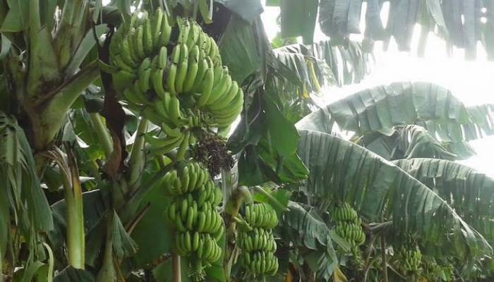 Banana farming brings smile on Manikganj farmers' face