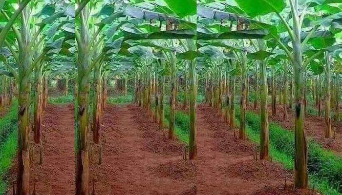 Rajshahi farmers reap sound profit from banana farming