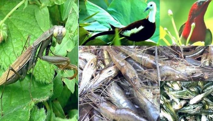 Experts for conservation of beneficial insects, birds, fishes, animals