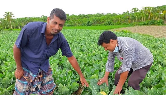 Summer cauliflower makes Rajshahi farmers, consumers happy
