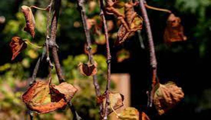 Drought sows doubts over future of traditional English gardens