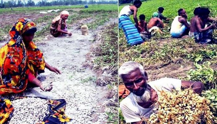 All time record groundnut price makes Rangpur farmers happy
