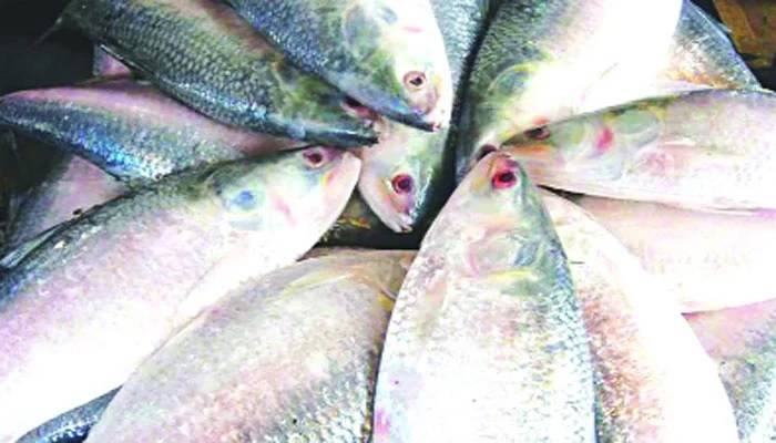 Hilsa sale gains momentum at Padmapar