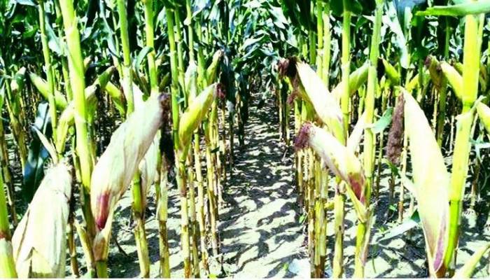 All-time record 13.39-lakh tonnes of maize output in Rangpur