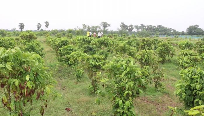 High-value crops farming becomes blessings for jobless youths