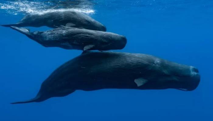 Leaders meet to try to pass a UN treaty to protect oceans