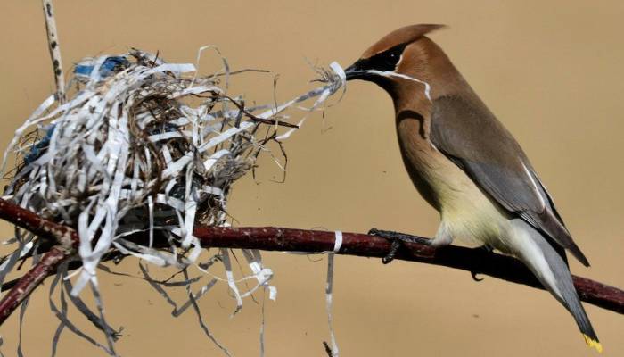 Plastic pollution: Birds all over the world are living in our rubbish
