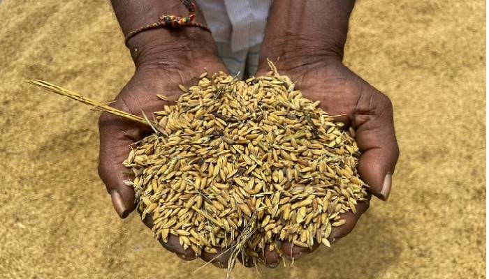 Sri Lanka faces looming food crisis with stunted rice crop