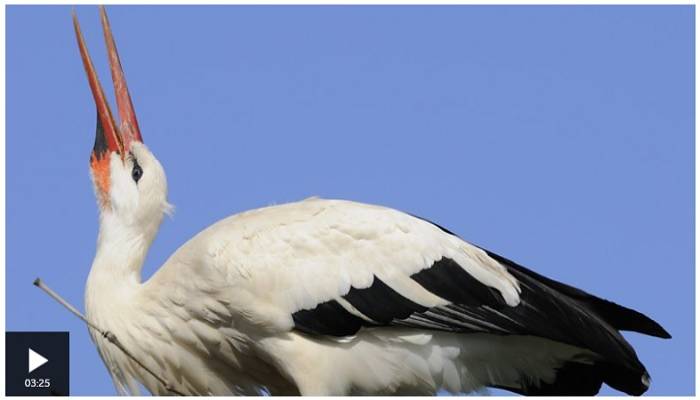 Electricity and drought killing white storks