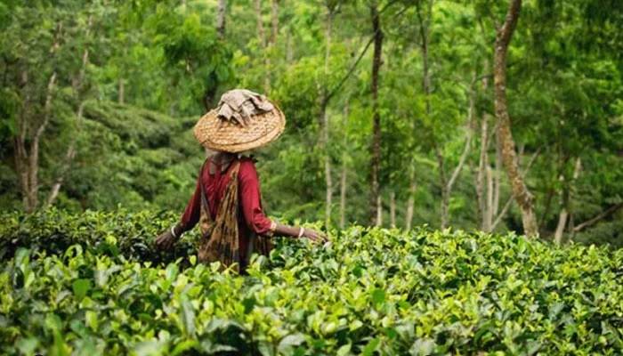 Tea workers join work at Tk 120 wage