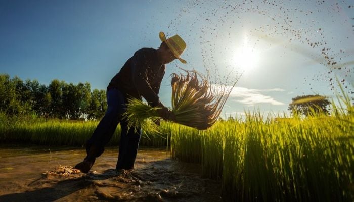  ADB plans $14 billion to ease food crisis in Asia and the Pacific