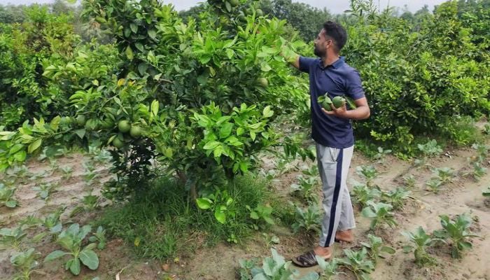 Fruit-vegetable mixed farming boosts Rajshahi's economic prospect