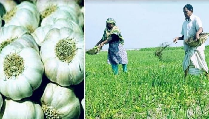 Rangpur farmers happy getting bumper garlic output, fair price