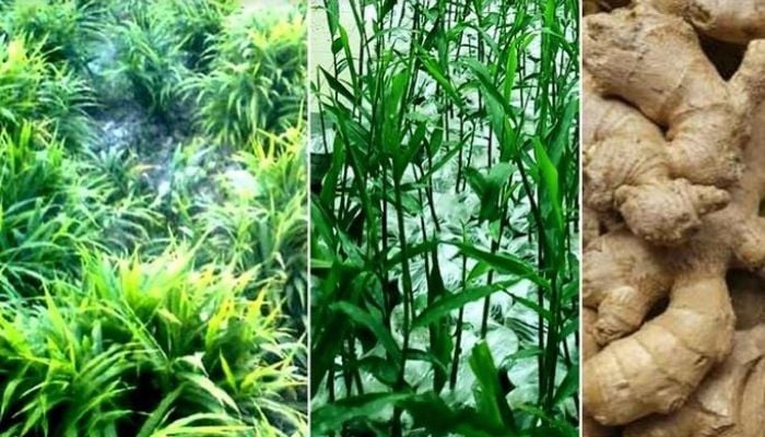 Bumper ginger production likely as harvest begins in Rangpur