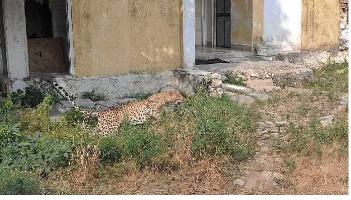 Karnataka: The leopard that has put India state in a spot