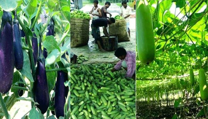 Vegetable farming becomes lucrative for Rangpur farmers