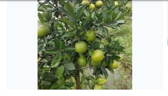 Malta cultivation gains popularity in Panchagarh
