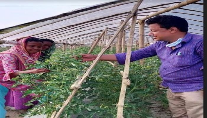 Commercial farming prospect of summer tomato bright in Rajshahi