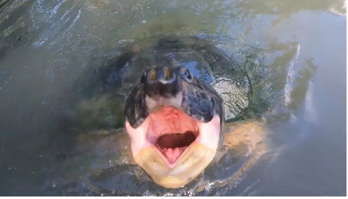Secret communication of sea animals discovered