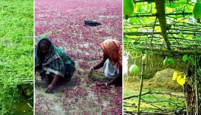 Enthusiastic Rangpur farmers begin winter vegetable cultivation
