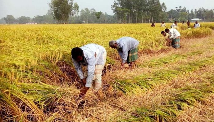 Bumper Aman rice output likely as harvest continues in Rangpur