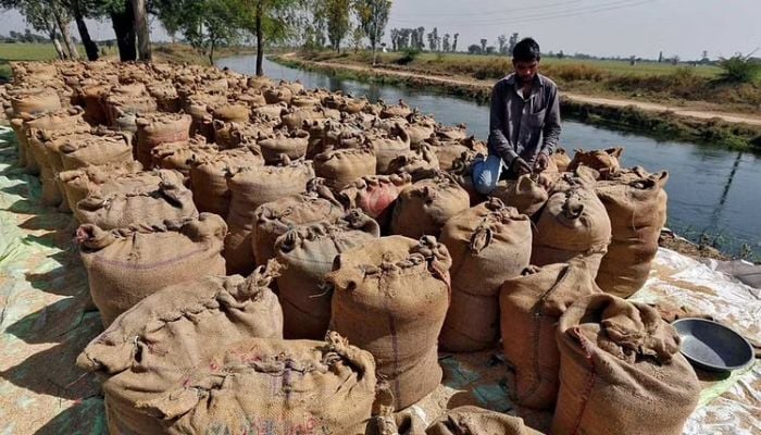 India allows rice exports backed by already issued letters of credit