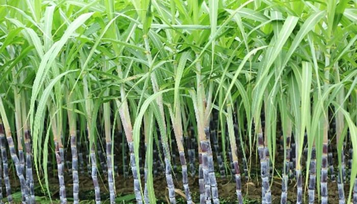 Step taken to make Rajshahi Sugar Mills profitable