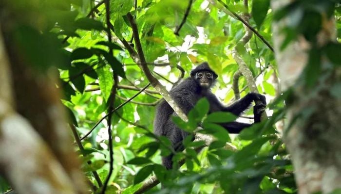 Nature at risk of 'cascading' species extinction: study