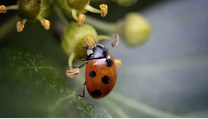 Nations reach 'historic' deal to protect nature
