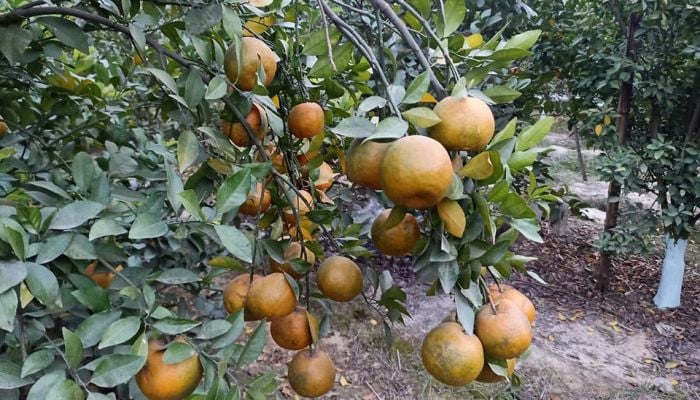 Orange farming delights many people in Rajshahi
