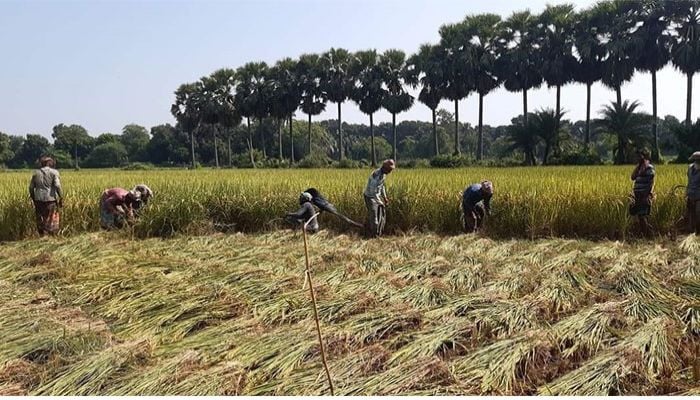 27 lakh farmers to get free fertilizer, seeds