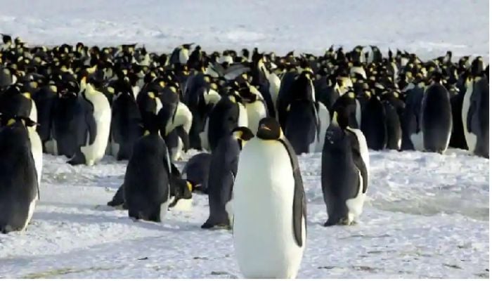 65% of species in Antarctica at risk of extinction