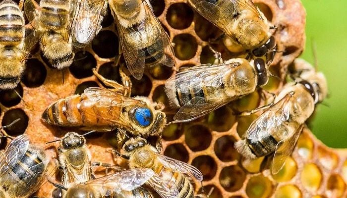 US approves use of world’s first vaccine for honeybees